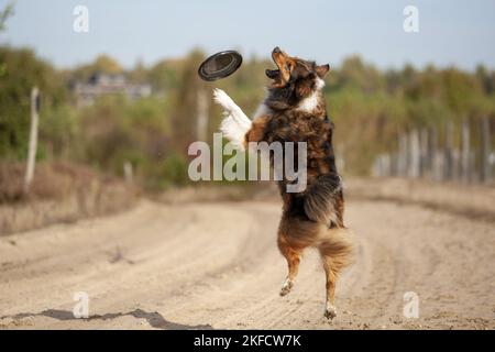 Australian-Shepherd-Mongrel Foto Stock