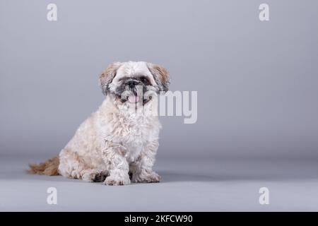 Shih Tzu di fronte allo sfondo grigio Foto Stock