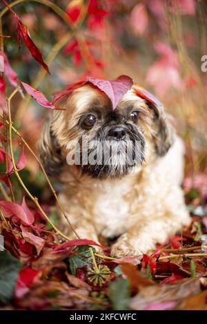 Shih Tzu tra foglie di vite rosse Foto Stock