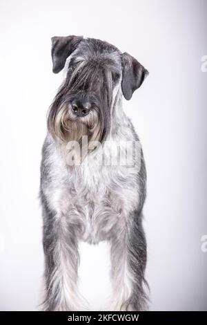 Schnauzer standard di fronte allo sfondo bianco Foto Stock