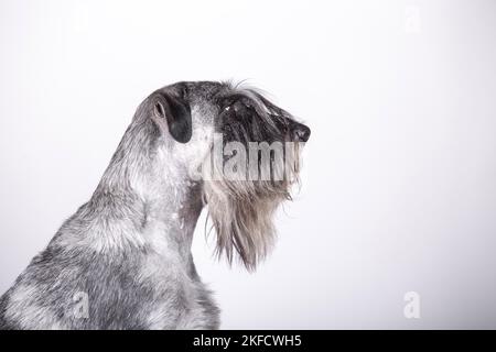 Schnauzer standard di fronte allo sfondo bianco Foto Stock