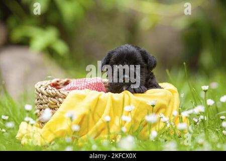 4 settimane in miniatura Schnauzer Foto Stock
