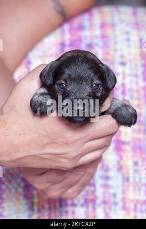 3 settimane in miniatura Schnauzer Foto Stock