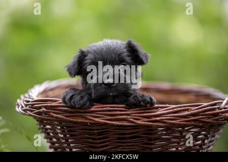 4 settimane in miniatura Schnauzer Foto Stock