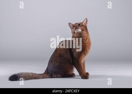 Gatto somalo Foto Stock