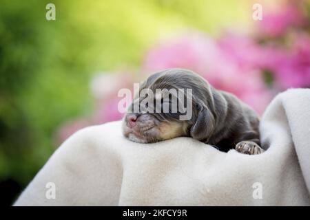 Cucciolo di Cocker Spaniel inglese neonato Foto Stock