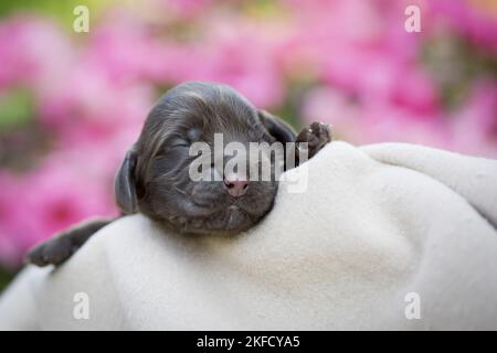Cucciolo di Cocker Spaniel inglese neonato Foto Stock