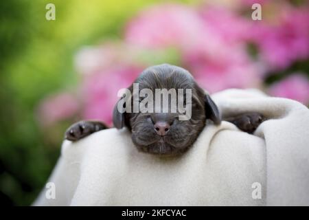 Cucciolo di Cocker Spaniel inglese neonato Foto Stock
