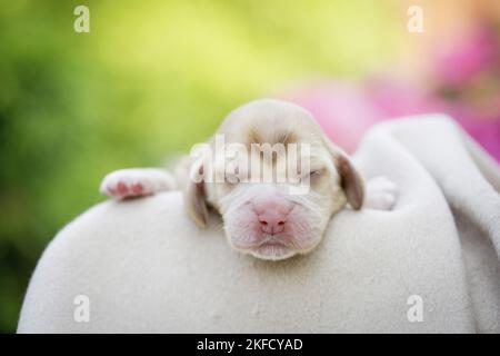 Cucciolo di Cocker Spaniel inglese neonato Foto Stock