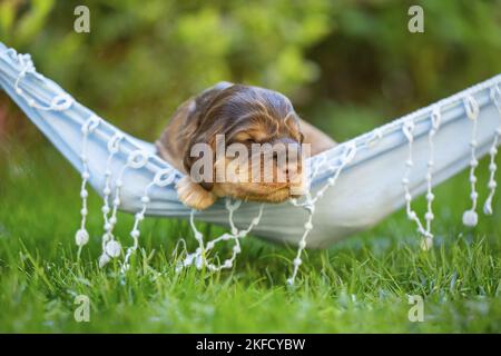 Cucciolo inglese Cocker Spaniel su amaca Foto Stock