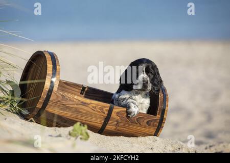 Inglese Cocker Spaniel Puppy in spiaggia Foto Stock