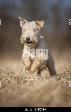 Lakeland Terrier nel prato Foto Stock