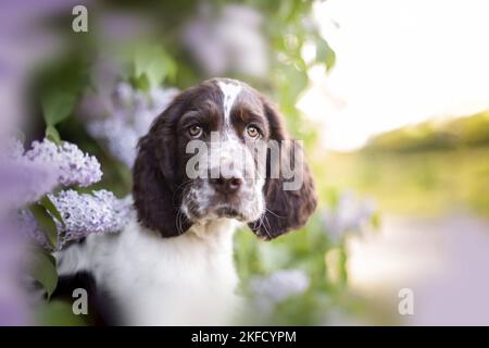 Italiano springer spaniel in lilla Foto Stock