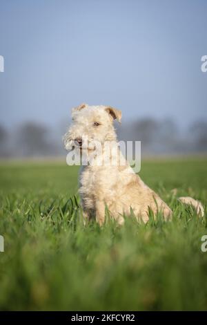 Lakeland Terrier nel prato Foto Stock