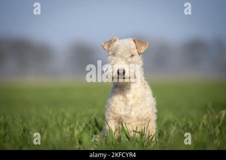 Lakeland Terrier nel prato Foto Stock