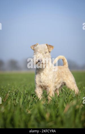 Lakeland Terrier nel prato Foto Stock