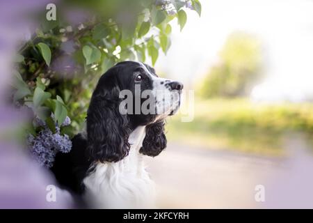 Italiano springer spaniel in lilla Foto Stock