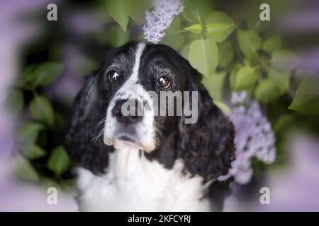Italiano springer spaniel in lilla Foto Stock