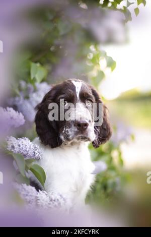 Italiano springer spaniel in lilla Foto Stock