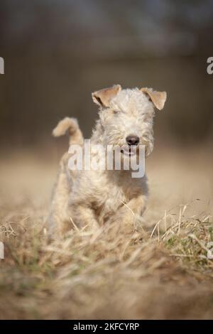 Lakeland Terrier nel prato Foto Stock