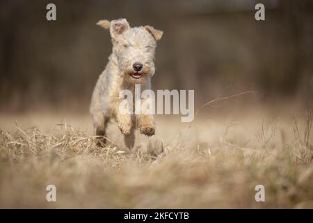 Lakeland Terrier nel prato Foto Stock