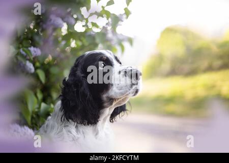 Italiano springer spaniel in lilla Foto Stock