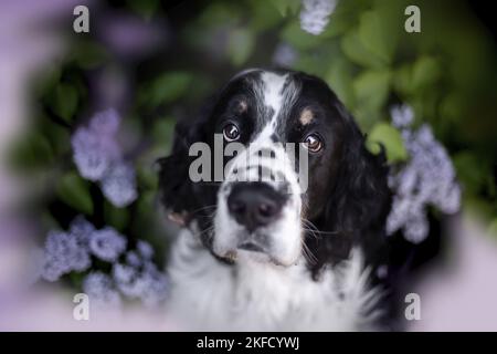 Italiano springer spaniel in lilla Foto Stock