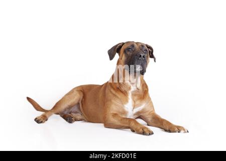 Giacente Cane Corso Foto Stock