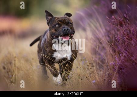 Staffordshire toro terrier in erica Foto Stock