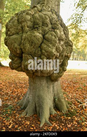 Grande crescita su un tronco di albero Malattia di una corteccia di albero Cap Foto Stock