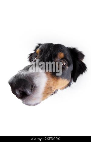 Australian Shepherd ritratto Foto Stock