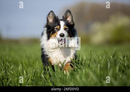 Pastore australiano sul prato Foto Stock