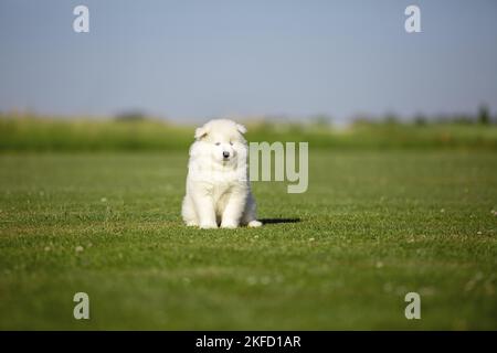 Cucciolo del Samoyed Foto Stock