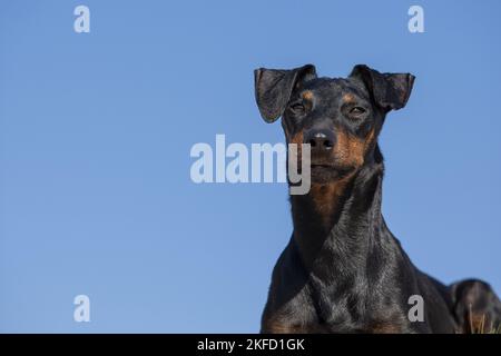 Manchester Terrier ritratto Foto Stock