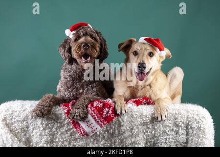 Labradodle marrone maschio Foto Stock
