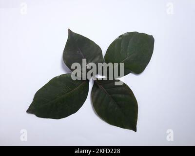 pianta di foglia viola che può essere usata per la medicina di erbe. Graphophyllum pictum in latino Foto Stock