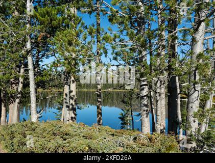 I riflessi dell'acqua mostrano la foresta di alberi e la terra circostanti al lago Sylvan nel Parco Nazionale di Yellowstone. Foto Stock