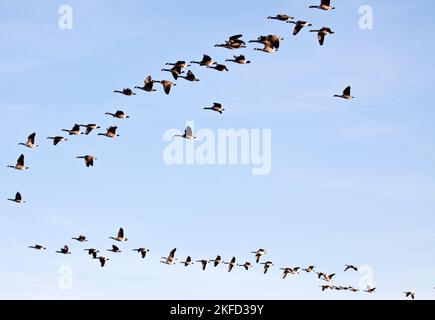 Wild Geese volando sulle cime di una scogliera lungo una costa frastagliata del Pembrokeshire ad ovest di Marloes Pembrokeshire Coast National Park (National Trust) Wales UK Foto Stock