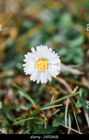 Una vista di messa a fuoco selettiva ad angolo alto di un bellissimo fiore a margherita Foto Stock