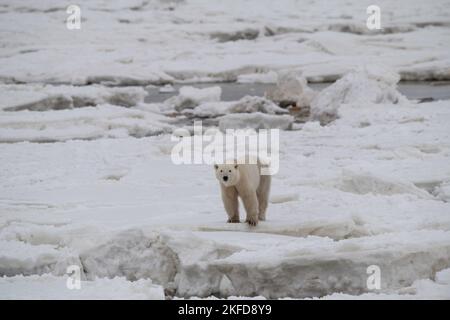Orso polare di Churchill sulla baia di Icy Hudson Foto Stock