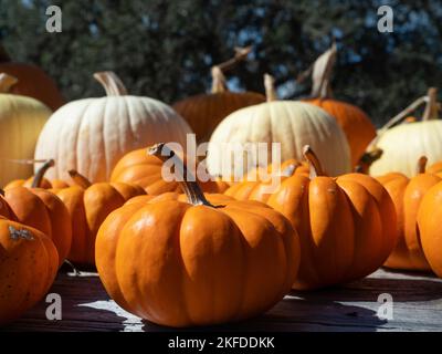 Mini zucche bianche e arancioni grandi su un tavolo di legno rustico in una fattoria a Vanderpool, Texas. Fotografato con una profondità di campo bassa. Foto Stock