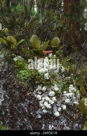 Un colpo verticale di un bicket di muschio di taiga bianco su un tronco di un albero caduto circondato da piante di Bergenia e Ledum e piccoli cespugli di fico in t Foto Stock