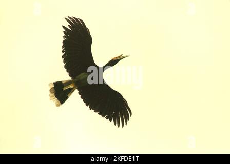 Un hornbill di rinoceronte (Buceros rhinoceros) vola sopra il fiume Cigenter nel Parco Nazionale di Ujung Kulon, Pandeglang, Banten, Indonesia. Foto Stock