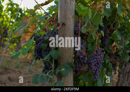 Sangiovese uva intorno ad un palo Foto Stock