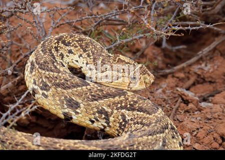 Un sommatore di puff difensivo (Bitis arietans) in habitat naturale, Sudafrica Foto Stock