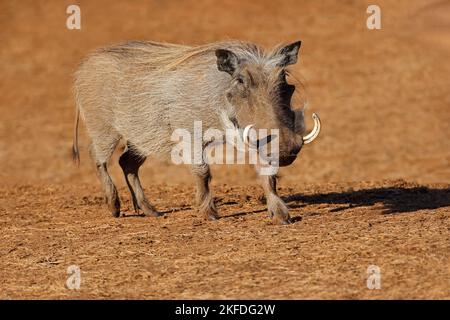 Un warthog (Phacochoerus africanus) in habitat naturale, Addo Elephant National Park, Sudafrica Foto Stock