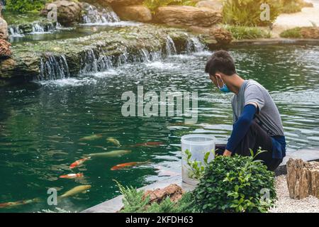 Operaio asiatico maschio prendersi cura e alimentare il cibo a mano al suo bel animale domestico. Guy nutrire gregge di giapponese bello colorato carpe koi pesce nuoto in po Foto Stock