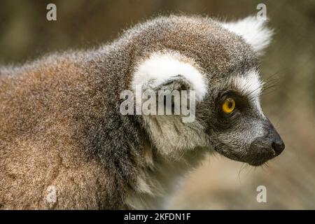 Lemur incoronato (Eulemur coronatus) dal Madagascar, un paese dell'isola al largo della costa dell'Africa sudorientale, allo Zoo Atlanta di Atlanta, Georgia. (USA) Foto Stock