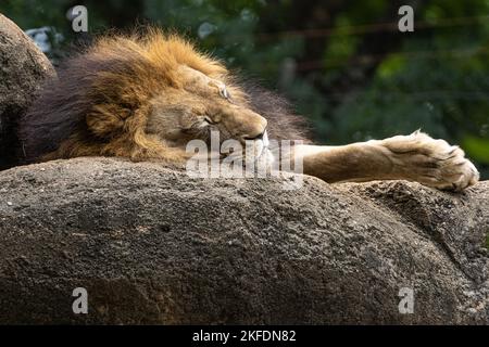 Leone africano addormentato (Panthera leo) allo Zoo di Atlanta vicino al centro di Atlanta, Georgia. (USA) Foto Stock