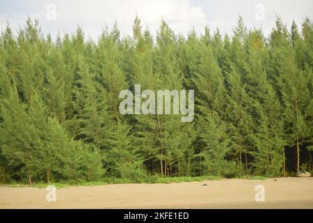 Equisetifolia Tree vicino a Sea Beach Foto Stock